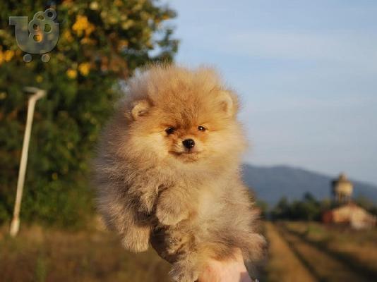 Pomeranian κουτάβια